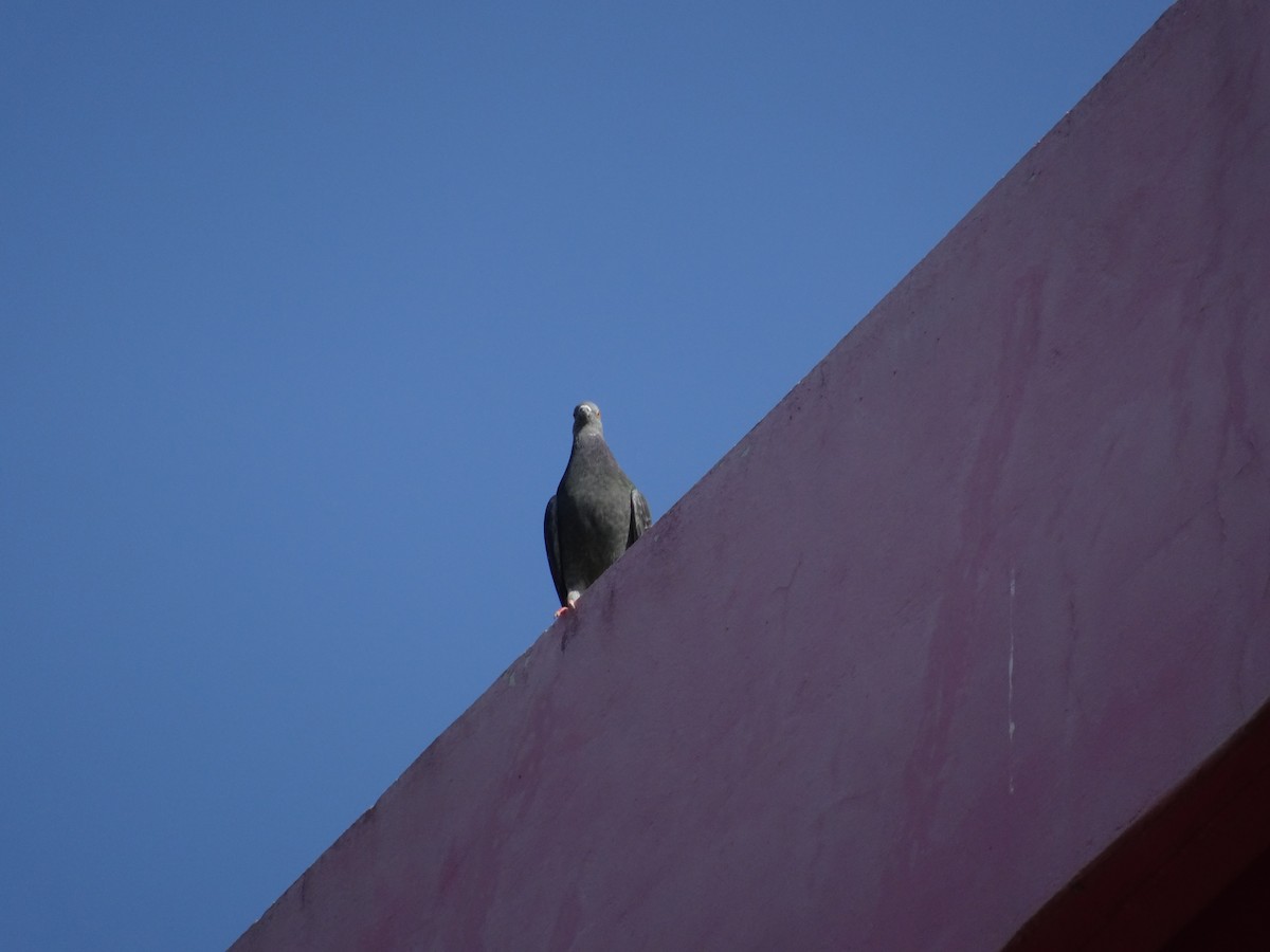 Rock Pigeon (Feral Pigeon) - ML618017232