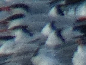 large tern sp. - ML618017242