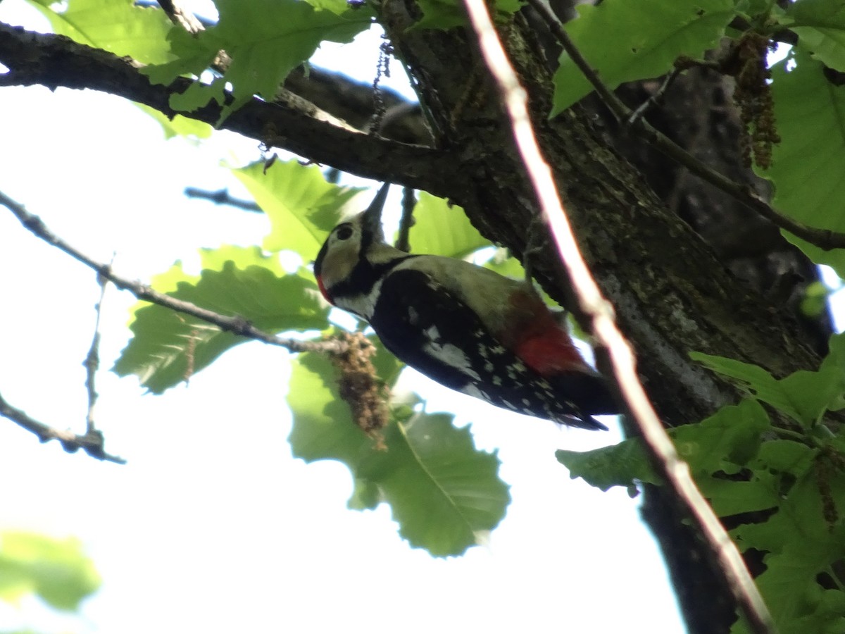 Great Spotted Woodpecker - ML618017243