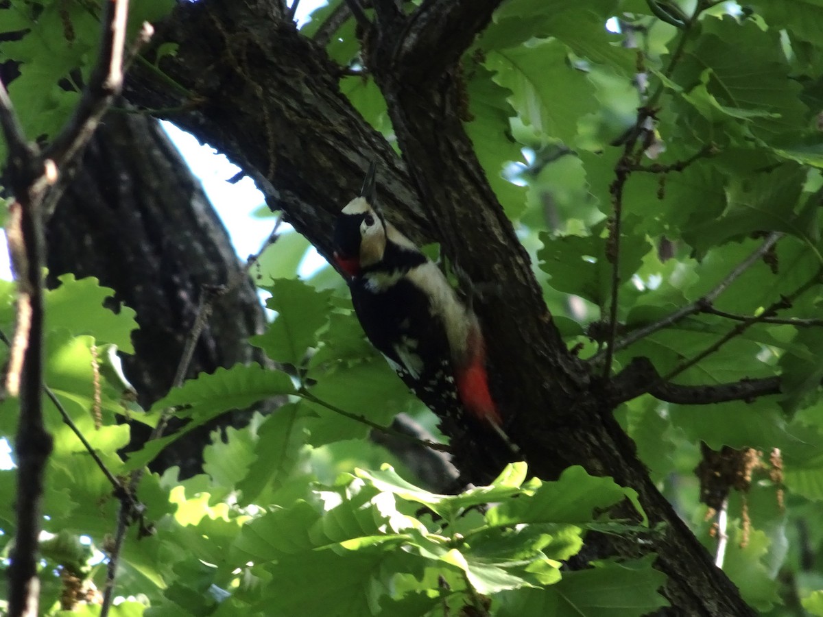 Great Spotted Woodpecker - ML618017245
