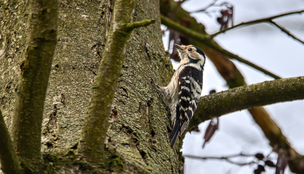 Lesser Spotted Woodpecker - František Straka