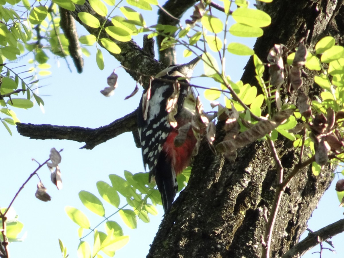 Great Spotted Woodpecker - ML618017248