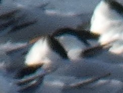 大型燕鷗類 - ML618017254