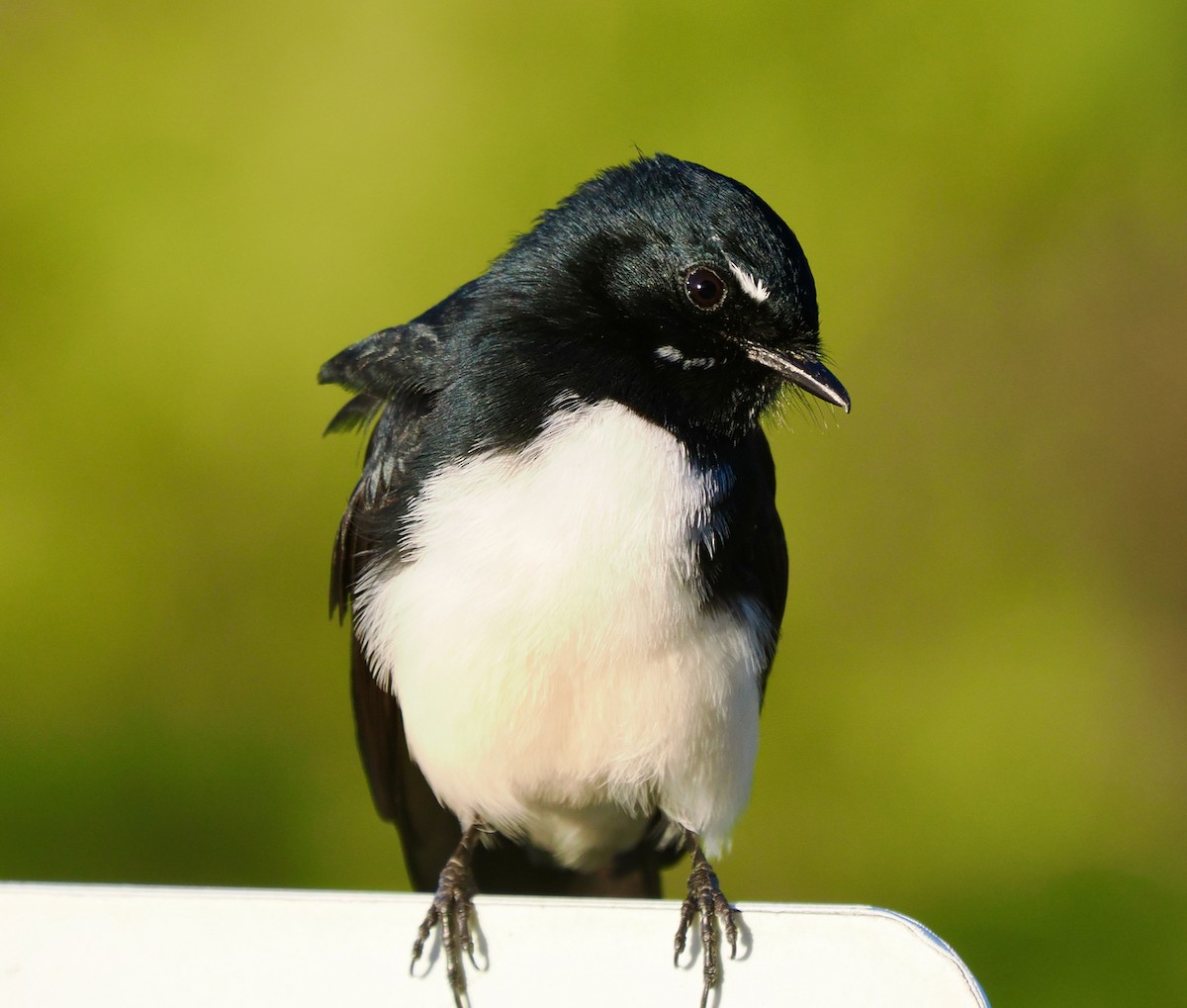Willie-wagtail - ML618017278