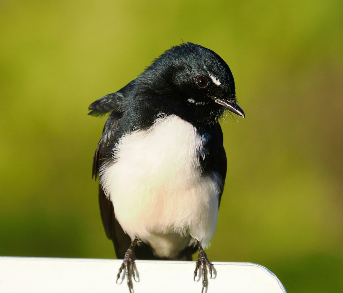 Willie-wagtail - ML618017280