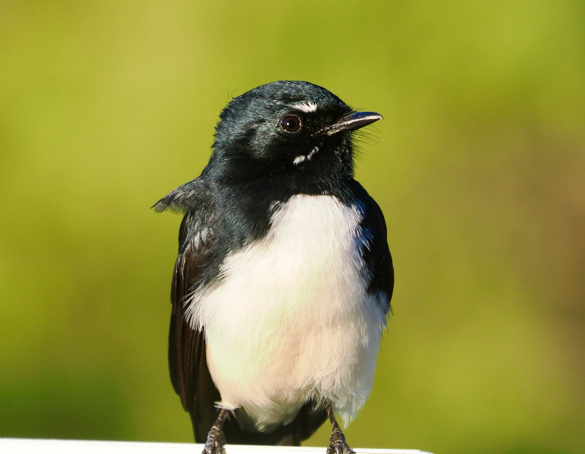 Willie-wagtail - ML618017281