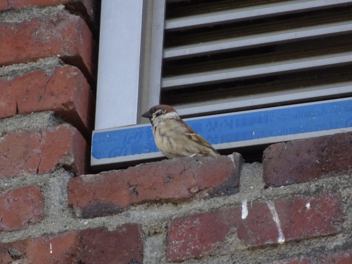 Eurasian Tree Sparrow - ML618017314