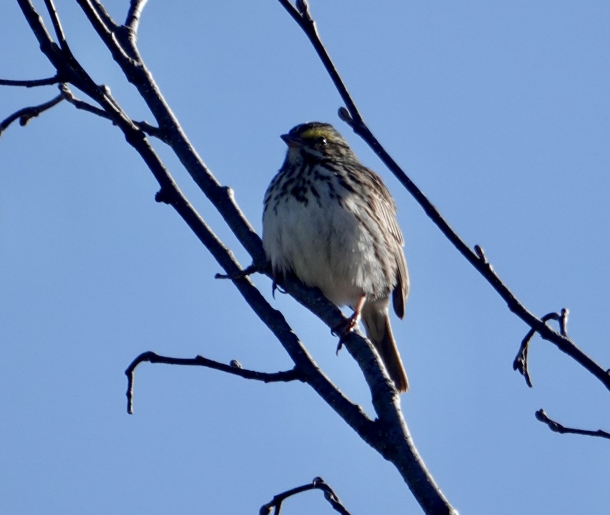 Savannah Sparrow - ML618017315