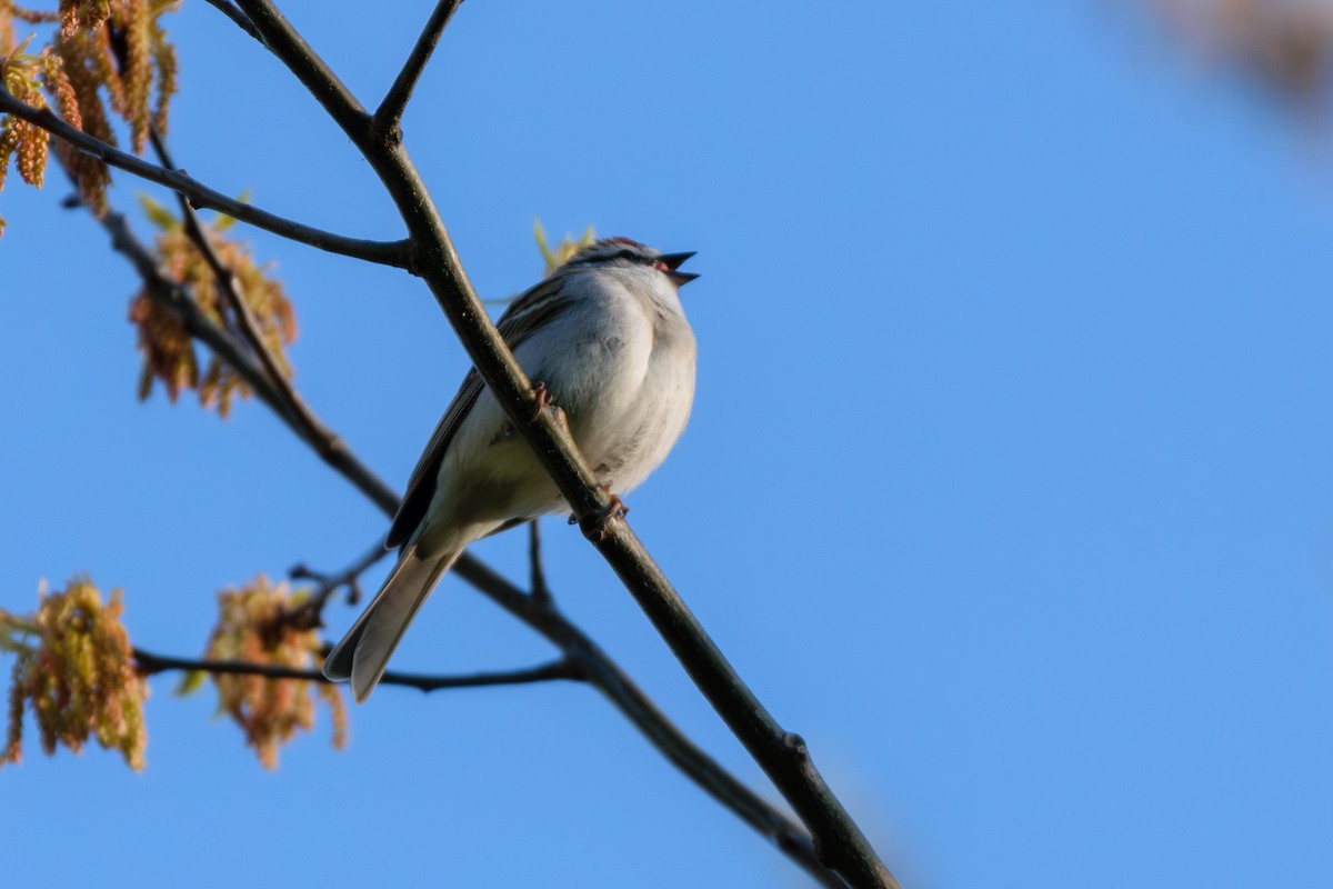 Chipping Sparrow - ML618017317