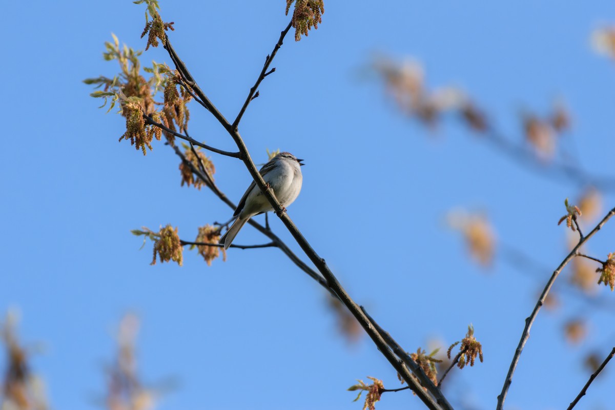 Chipping Sparrow - ML618017318