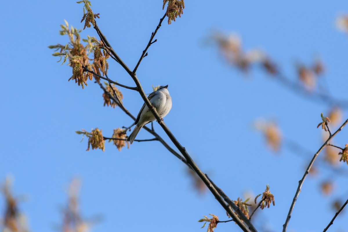 Chipping Sparrow - Andrew W.
