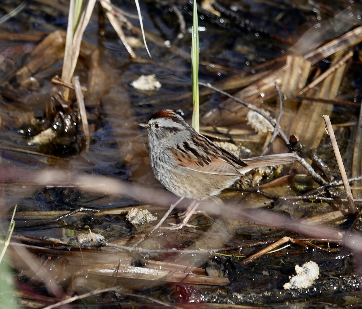 Swamp Sparrow - ML618017320