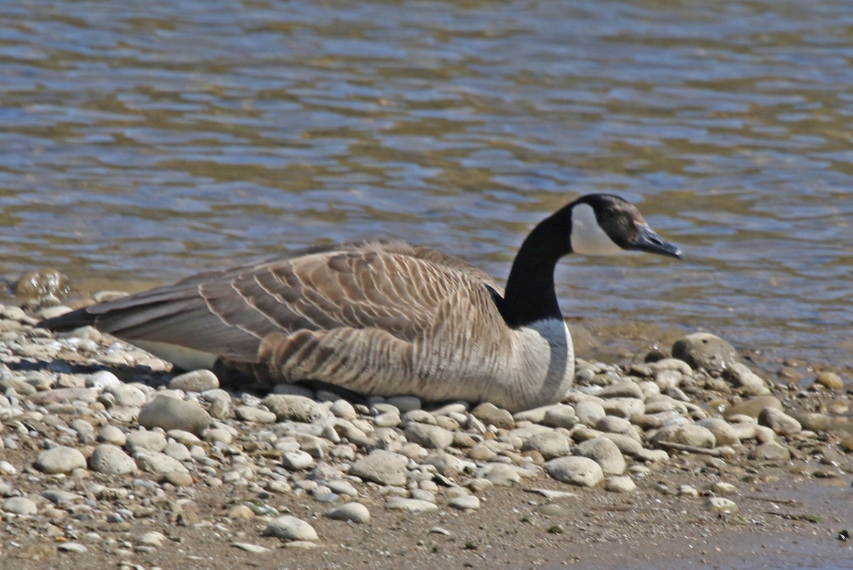 Canada Goose - Joan and/or George Sims