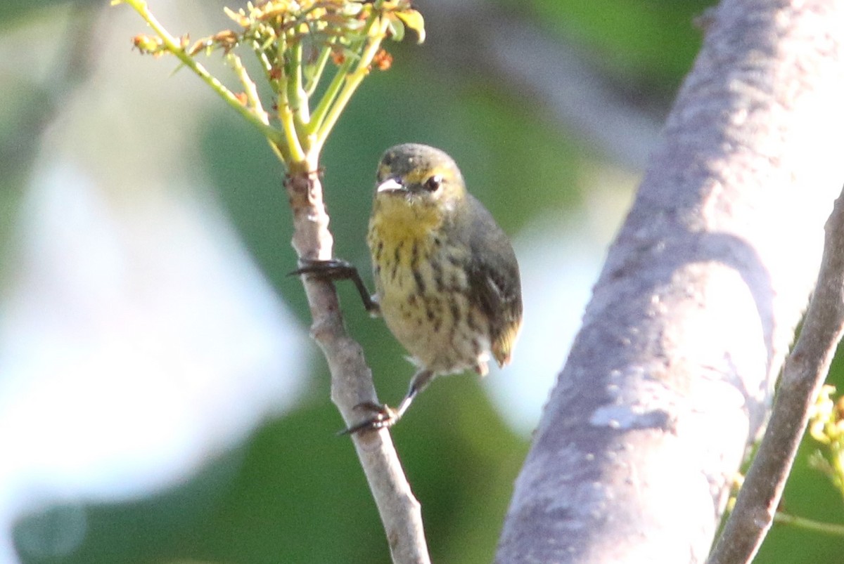 Cape May Warbler - ML618017330