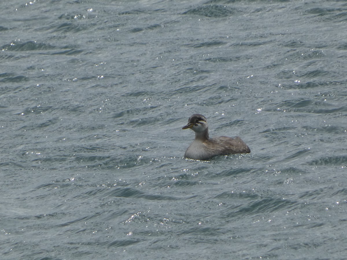Red-necked Grebe - ML618017347