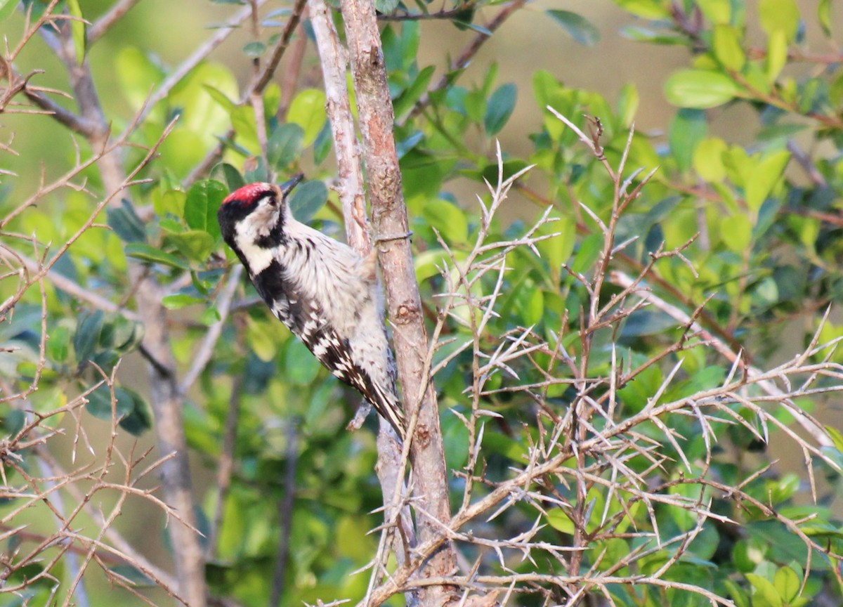 Lesser Spotted Woodpecker - Pau Iglesias