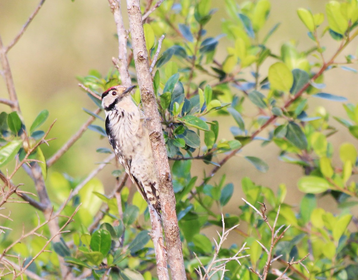 Lesser Spotted Woodpecker - Pau Iglesias