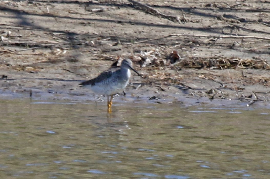 Greater Yellowlegs - Joan and/or George Sims
