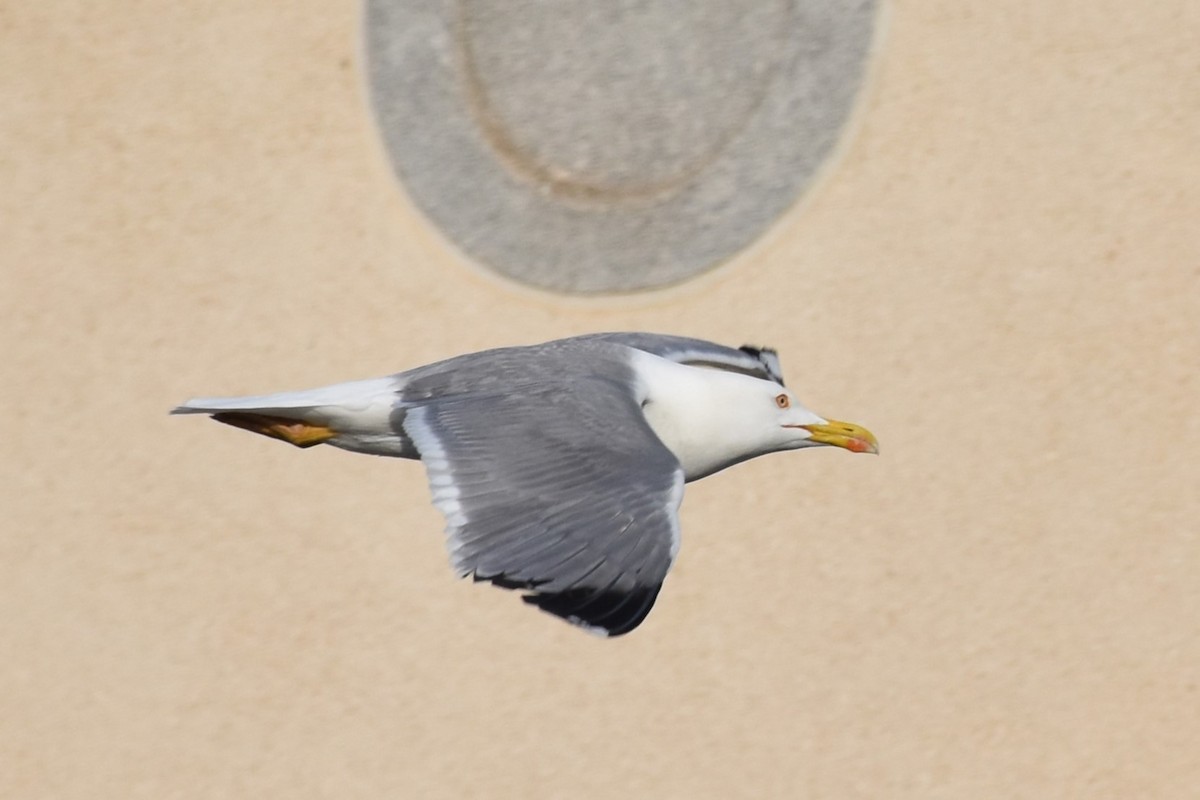 Yellow-legged Gull - ML618017377