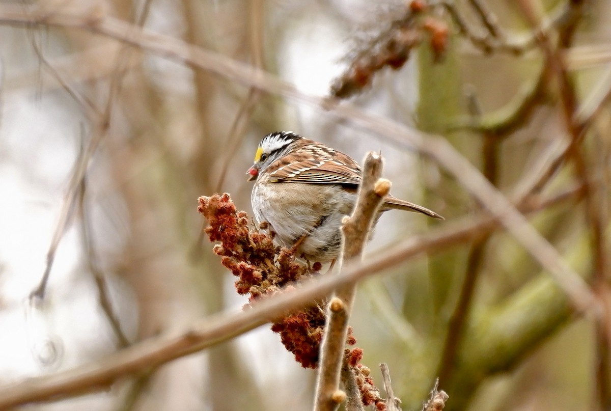 White-throated Sparrow - ML618017396
