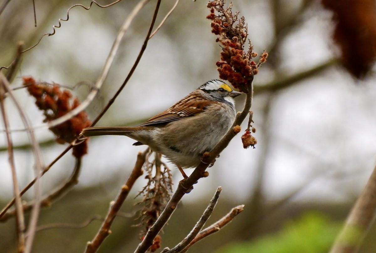 White-throated Sparrow - ML618017397
