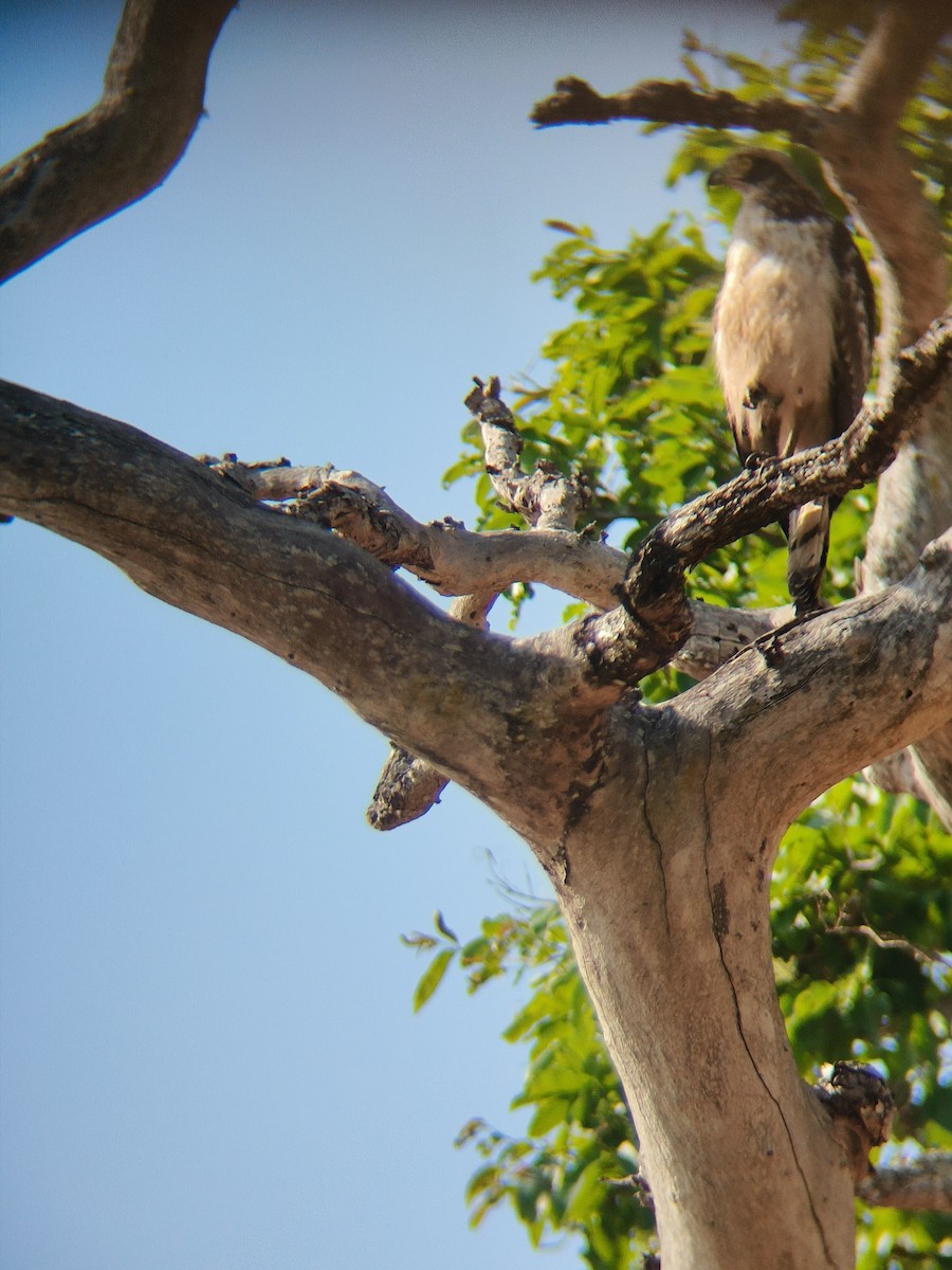 Crested Serpent-Eagle - ML618017398