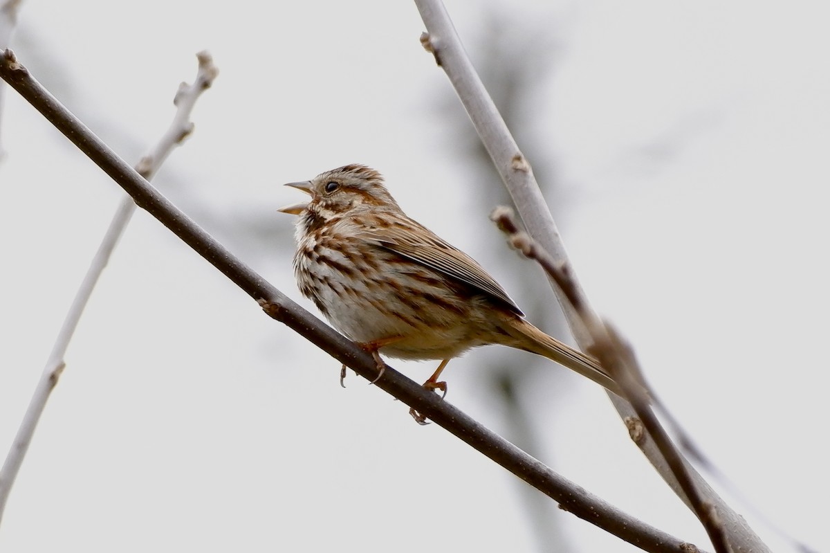 Song Sparrow - James Rodgers
