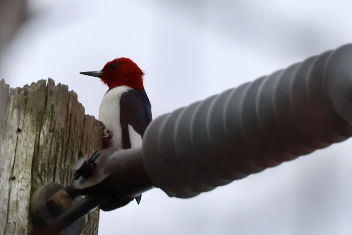 Red-headed Woodpecker - Fred Grenier
