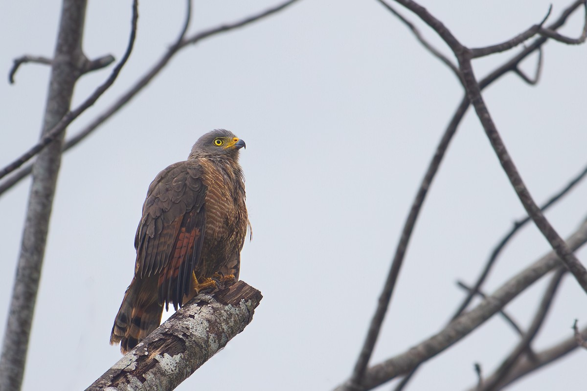 Double-toothed Kite - ML618017416