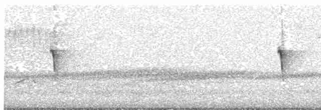 Светлобрюхий фиби - ML618017418
