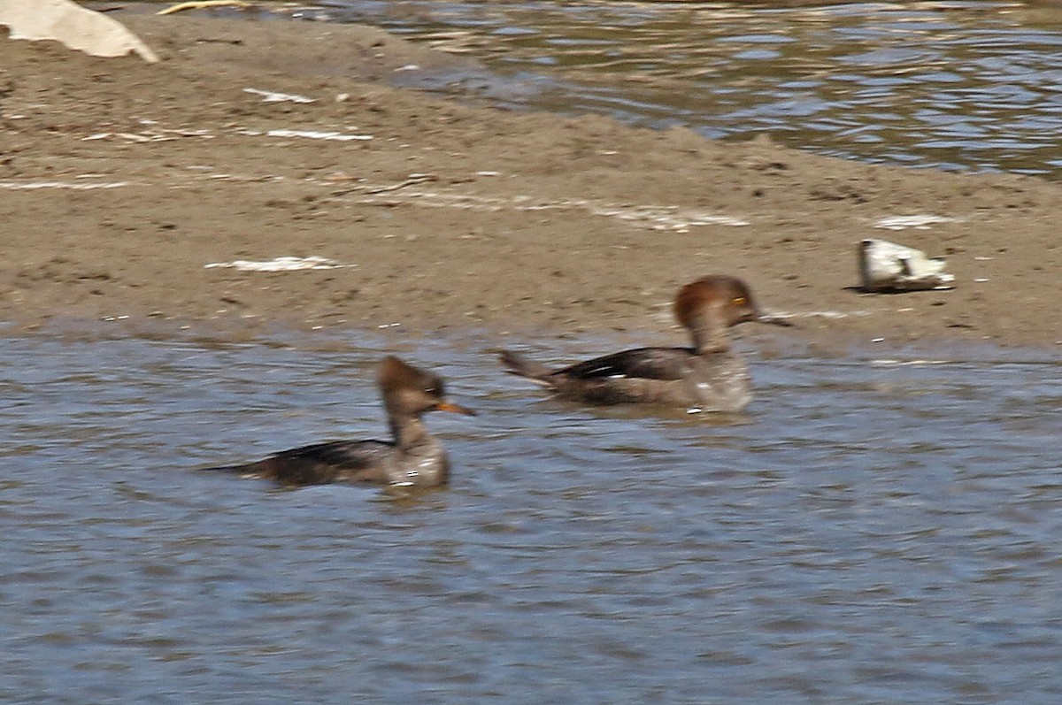 Hooded Merganser - Joan and/or George Sims