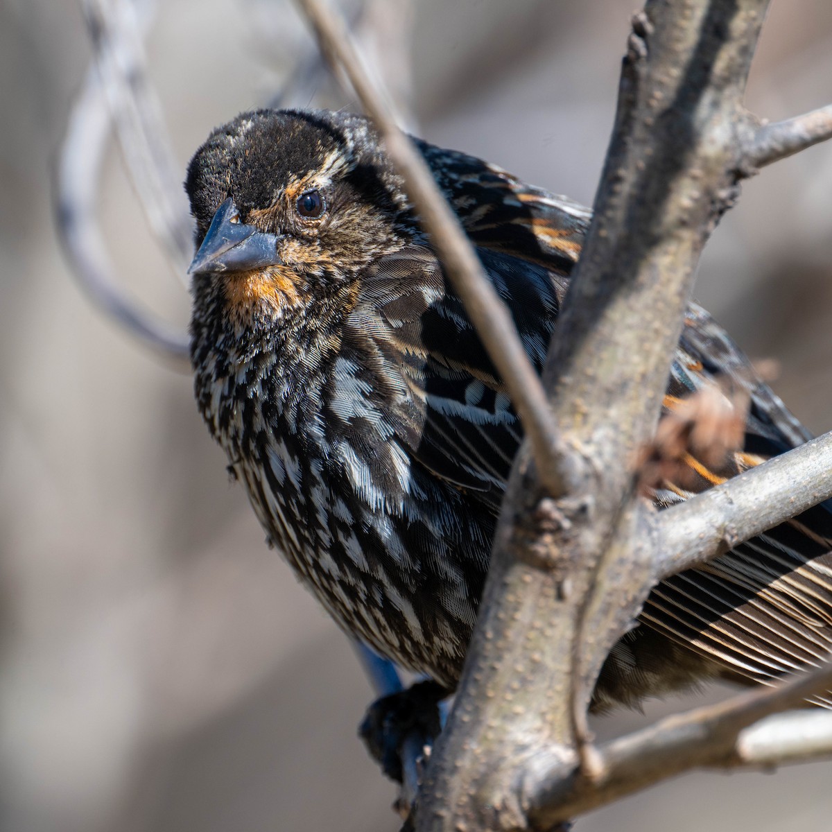 Red-winged Blackbird - Dave Archbell