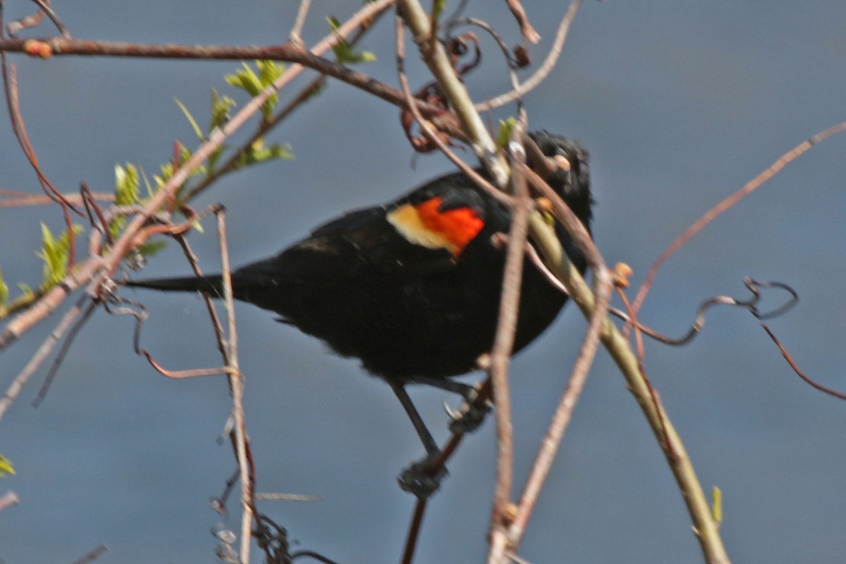 Red-winged Blackbird - Joan and/or George Sims