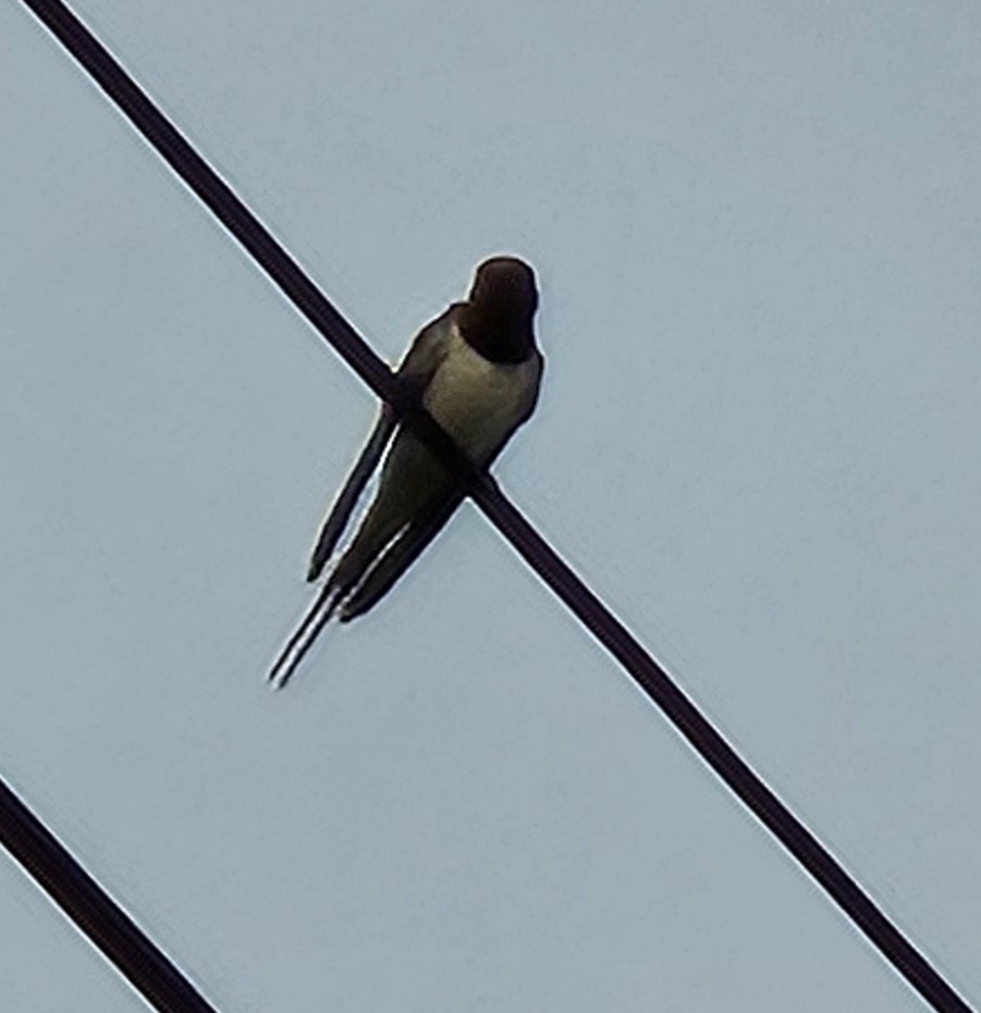 Barn Swallow - ML618017519