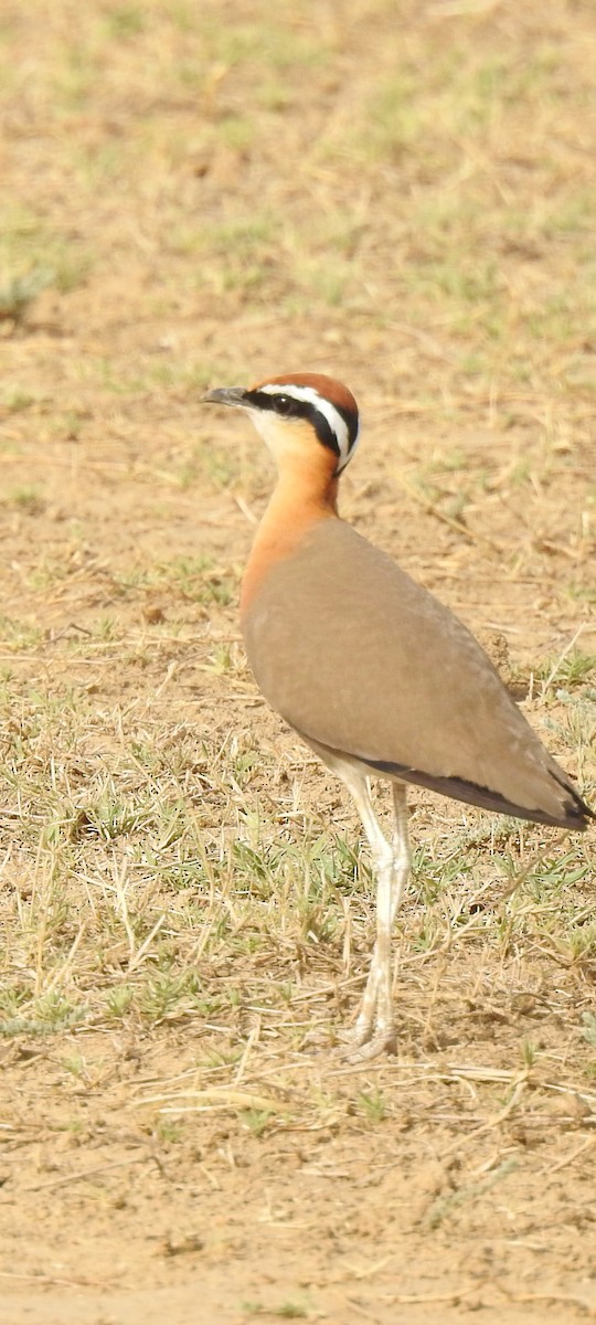 Indian Courser - ML618017536