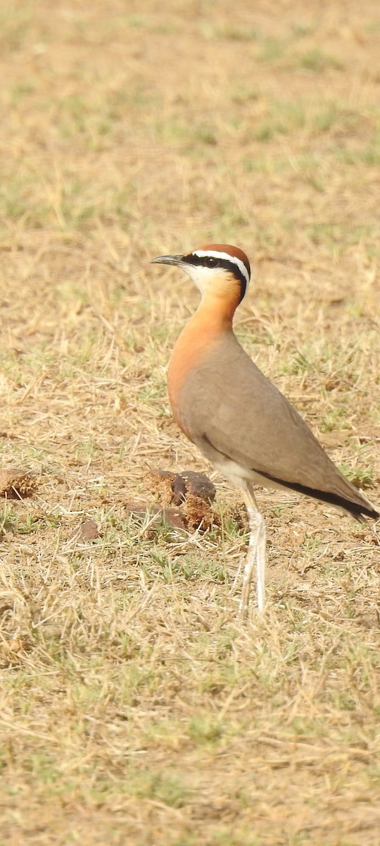 Indian Courser - ML618017537