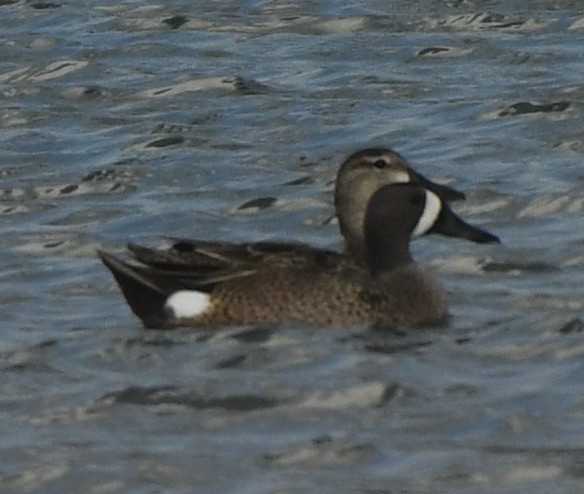 Blue-winged Teal - ML618017578