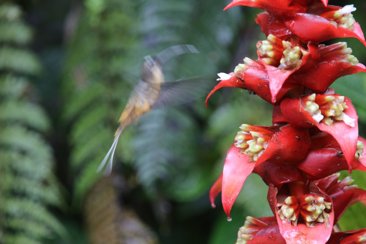 Ржавчатый колибри-отшельник - ML618017607