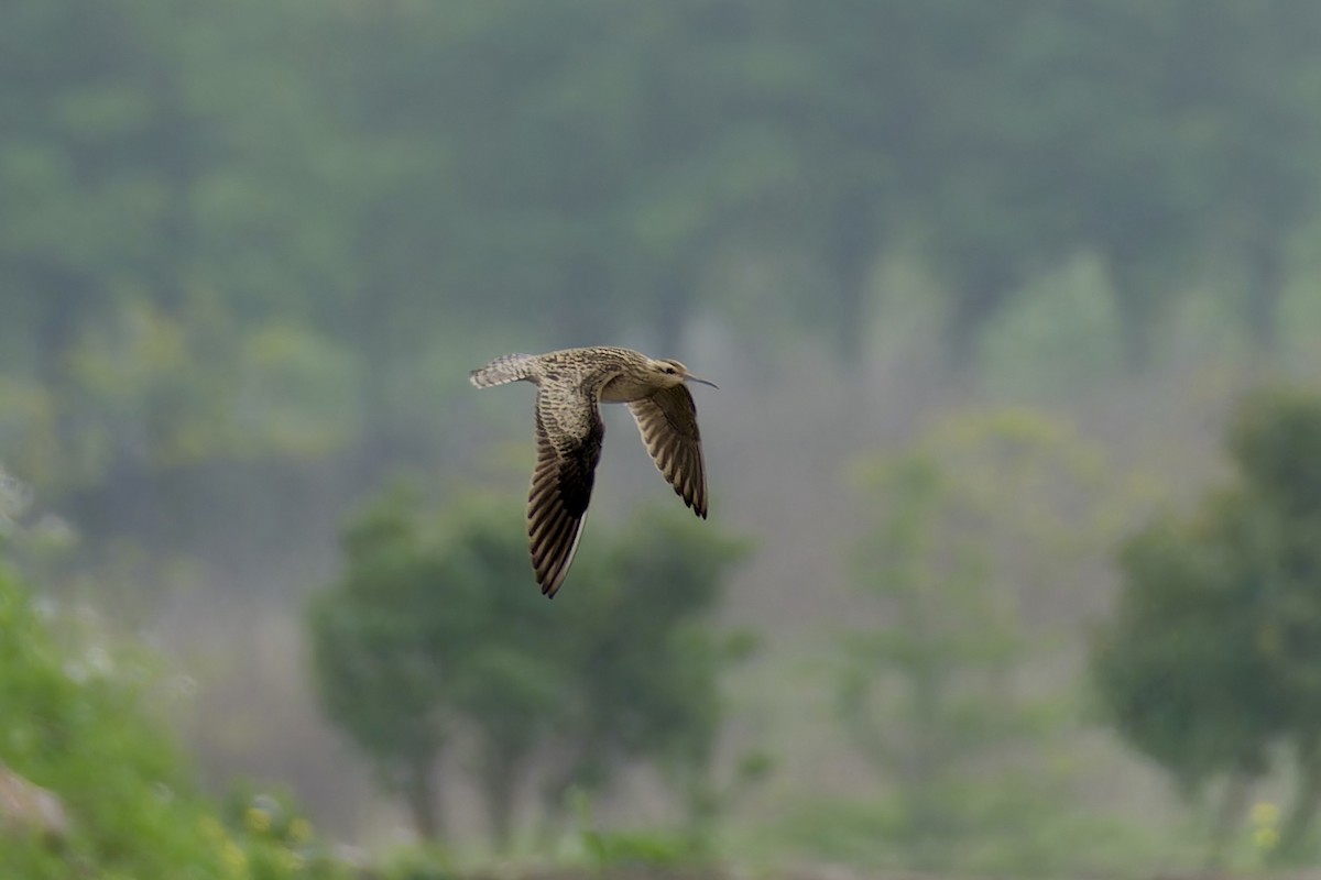 Little Curlew - ML618017613