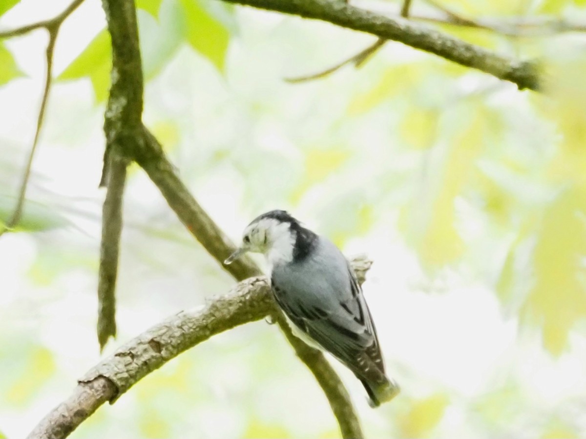 White-breasted Nuthatch - ML618017626