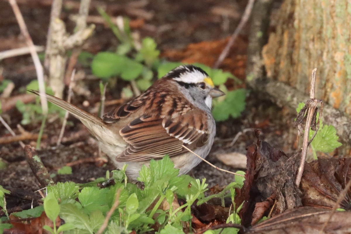 White-throated Sparrow - ML618017666