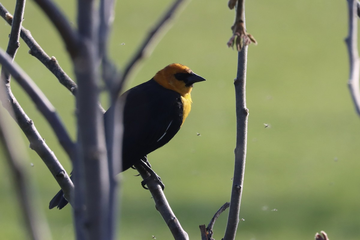 Yellow-headed Blackbird - ML618017677