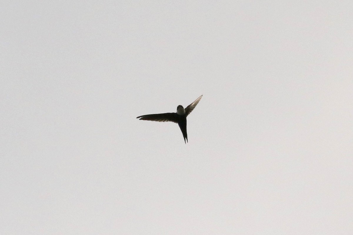 Lesser Swallow-tailed Swift - ML618017679