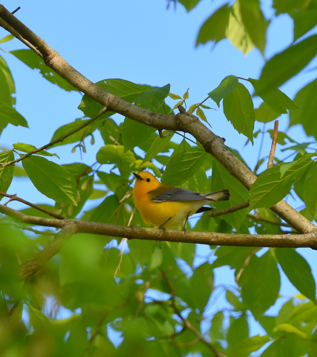 Prothonotary Warbler - ML618017680