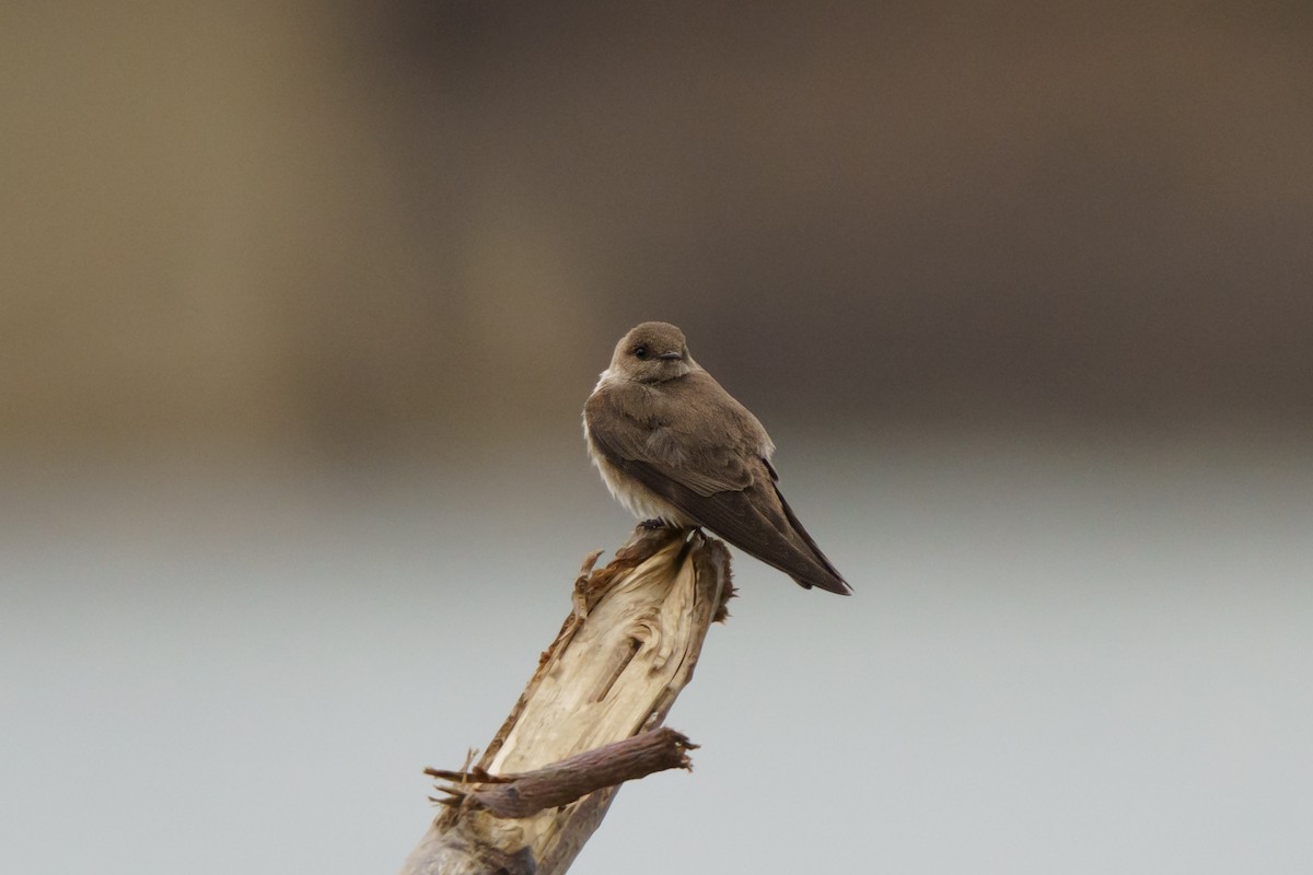 Northern Rough-winged Swallow - ML618017685