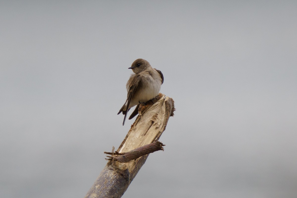 Northern Rough-winged Swallow - ML618017687
