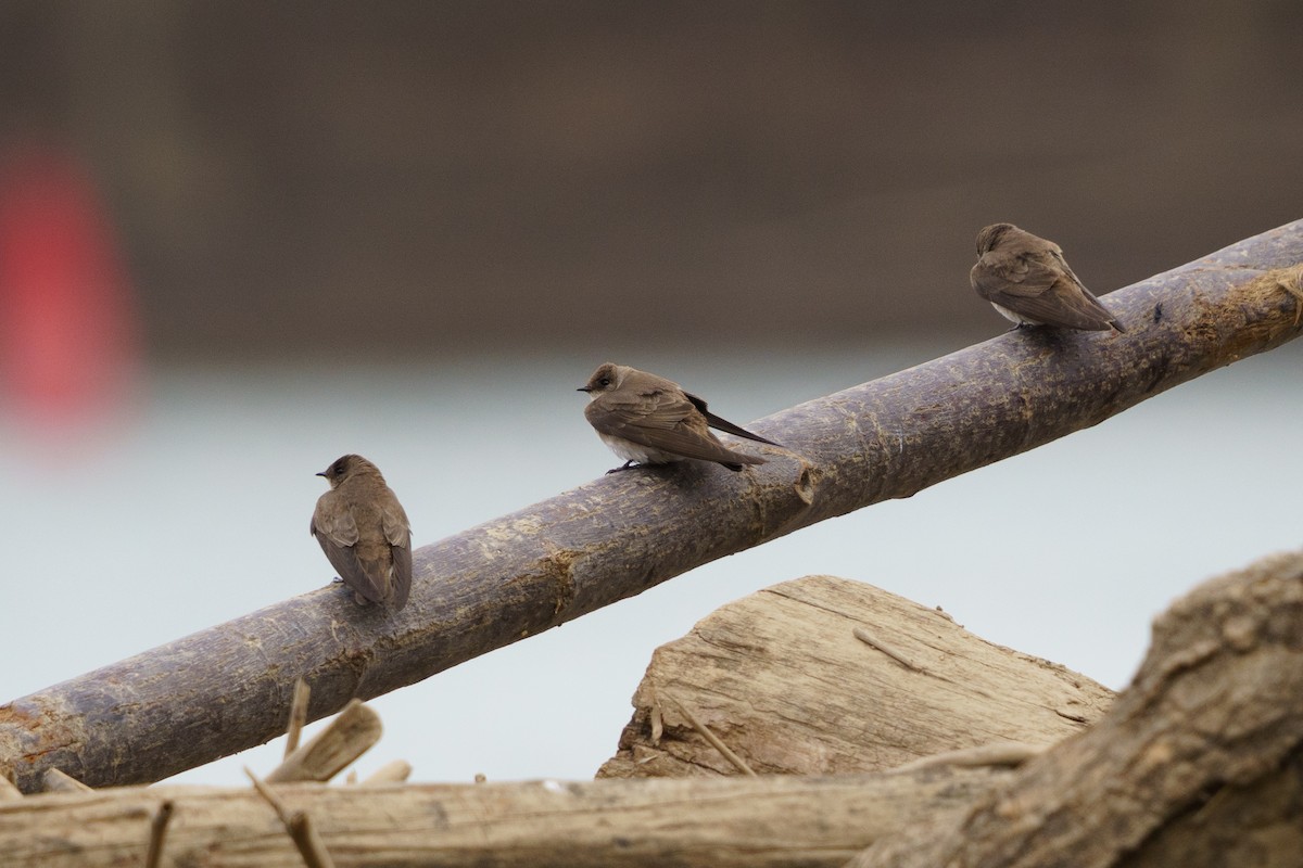 Northern Rough-winged Swallow - ML618017688
