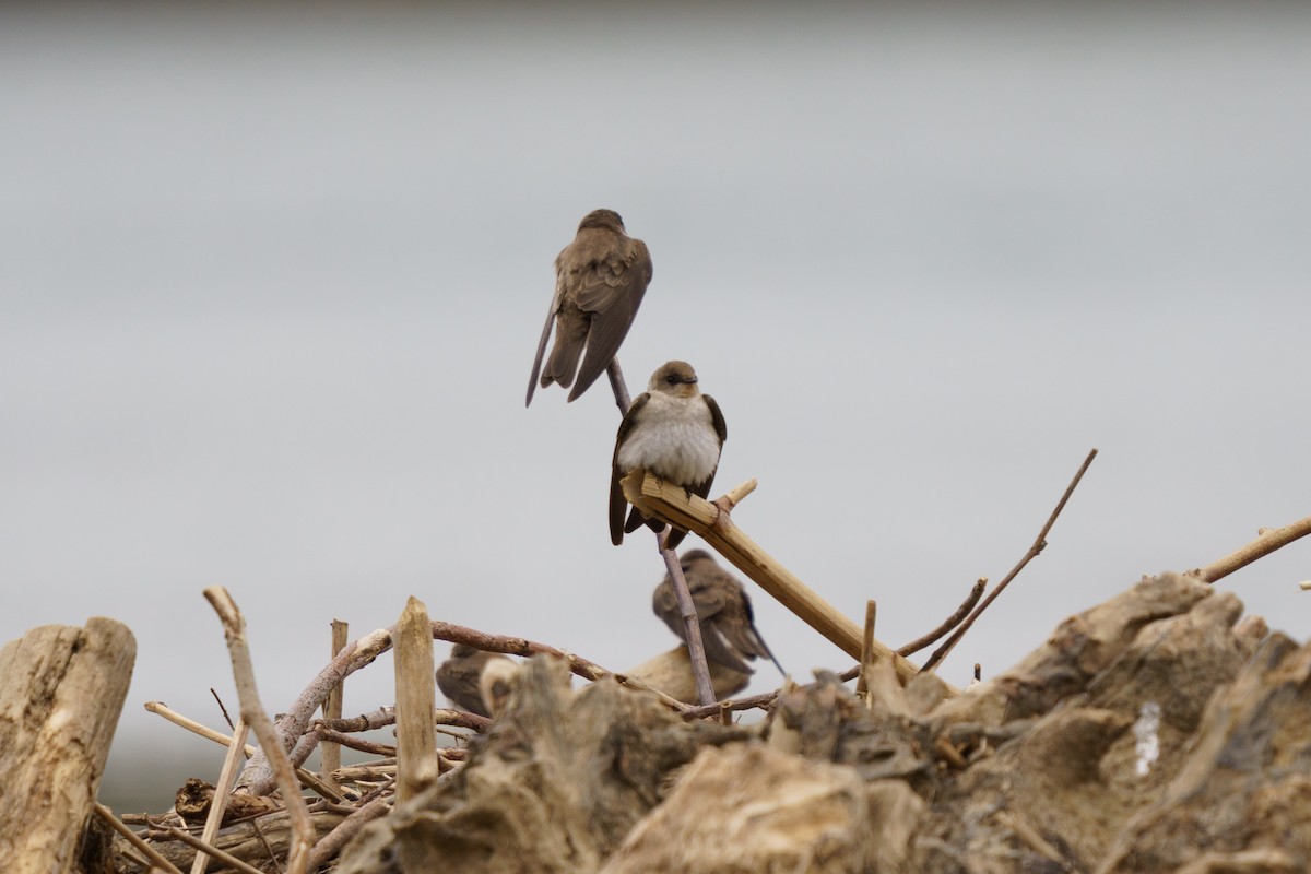 Northern Rough-winged Swallow - ML618017689