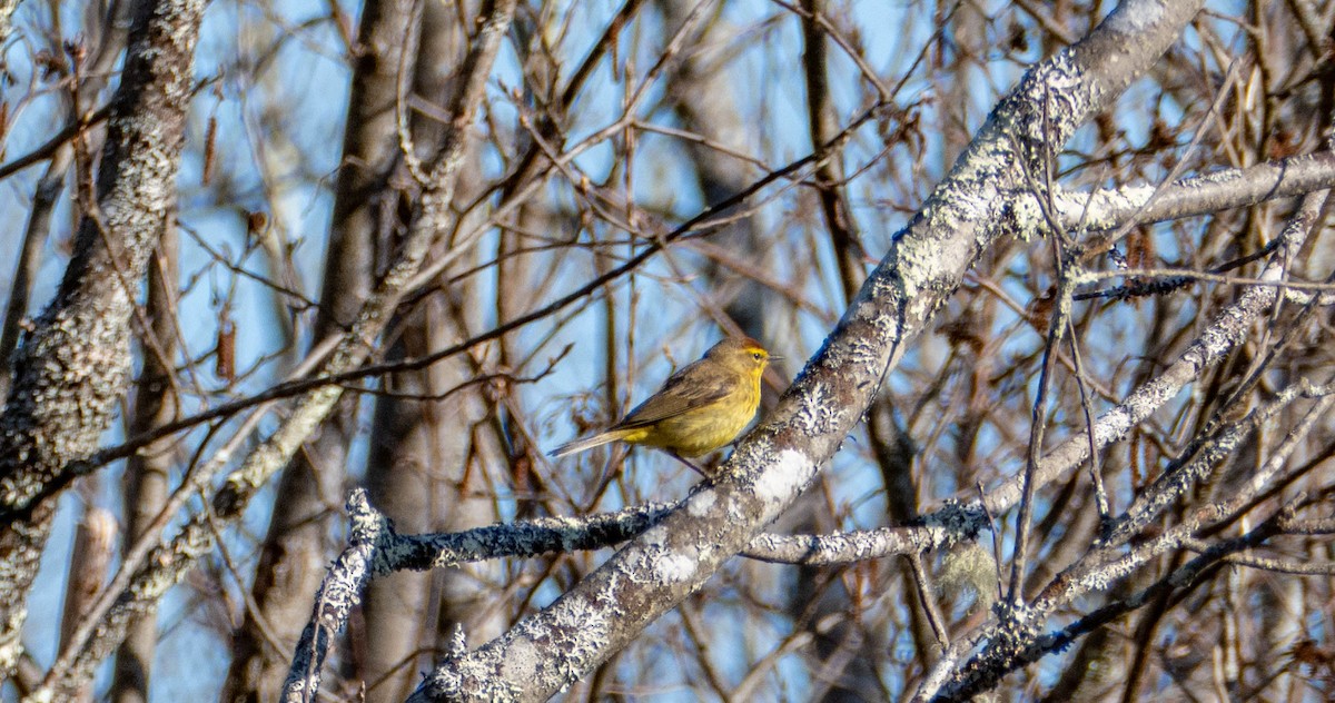 Palm Warbler - Therese Carroll