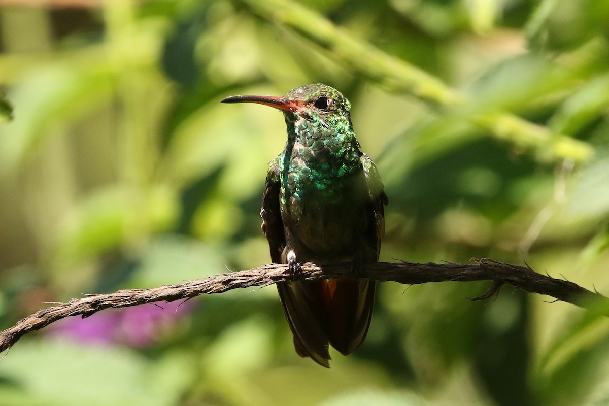 Rufous-tailed Hummingbird - ML618017696